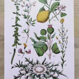 Plant poster based on an 1881 engraving "lemon"