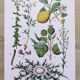 Plant poster based on an 1881 engraving "lemon"