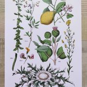 Plant poster based on an 1881 engraving "lemon"