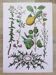 Plant poster based on an 1881 engraving "lemon"