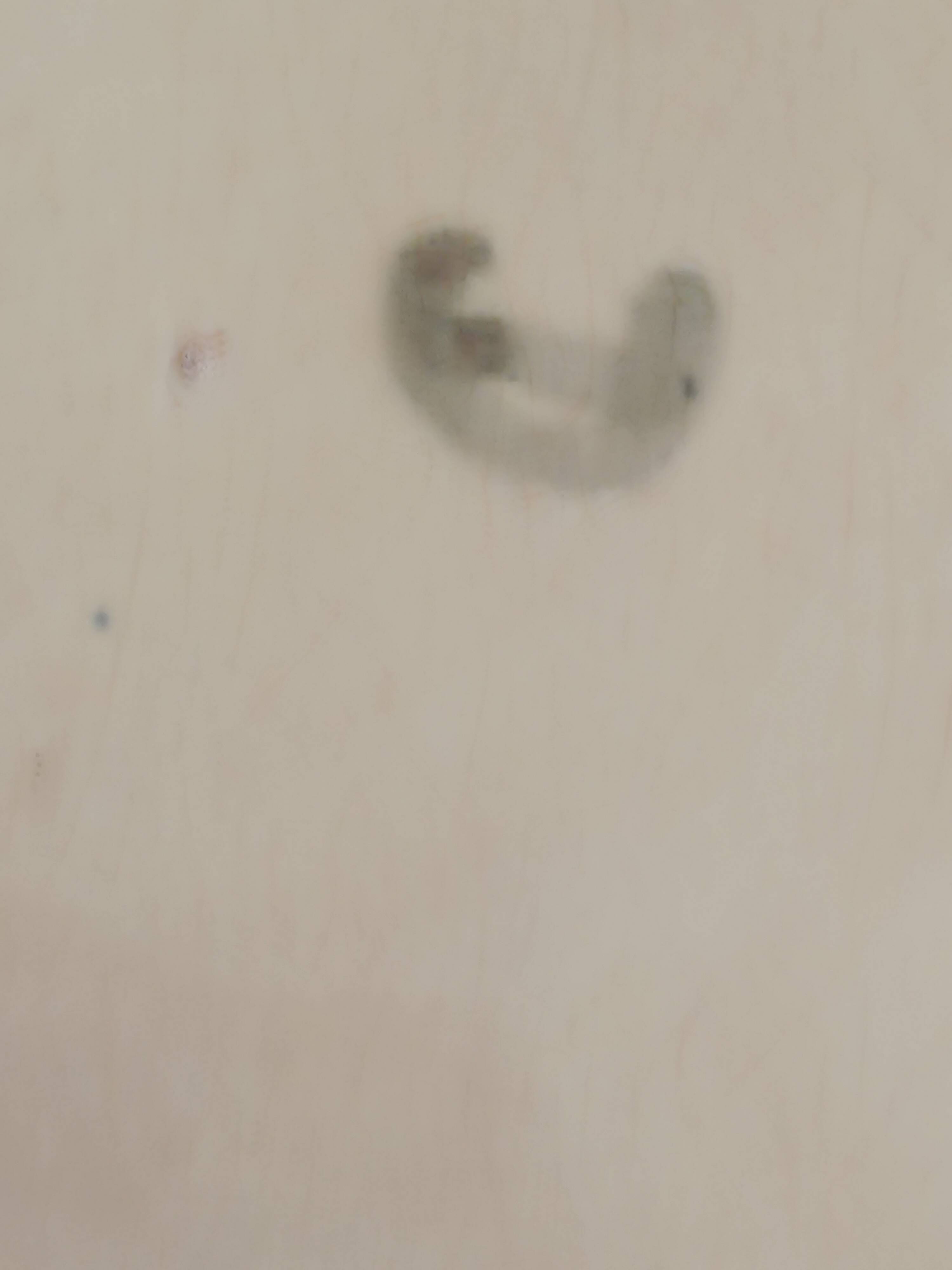 Belgian slip plate. Late 19th century. Wesnel.