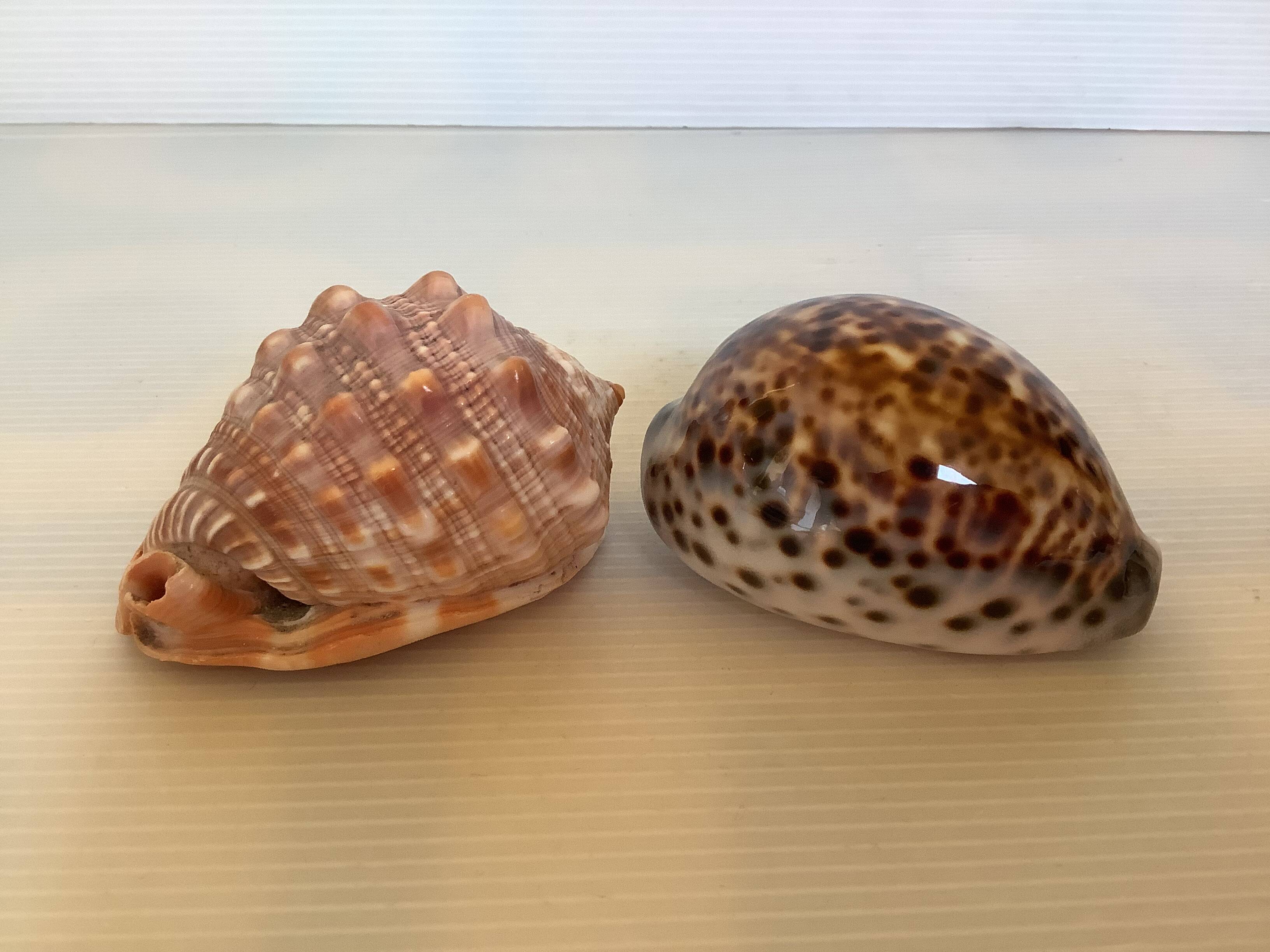 Duo de coquillages cypraea tigris