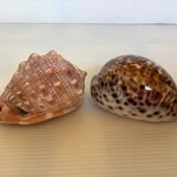Duo of cypraea tigris shells