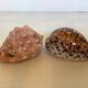 Duo de coquillages cypraea tigris
