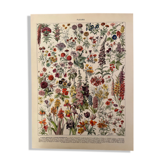 Lithograph engraving on flowers from 1928 (annual and biennial plants)