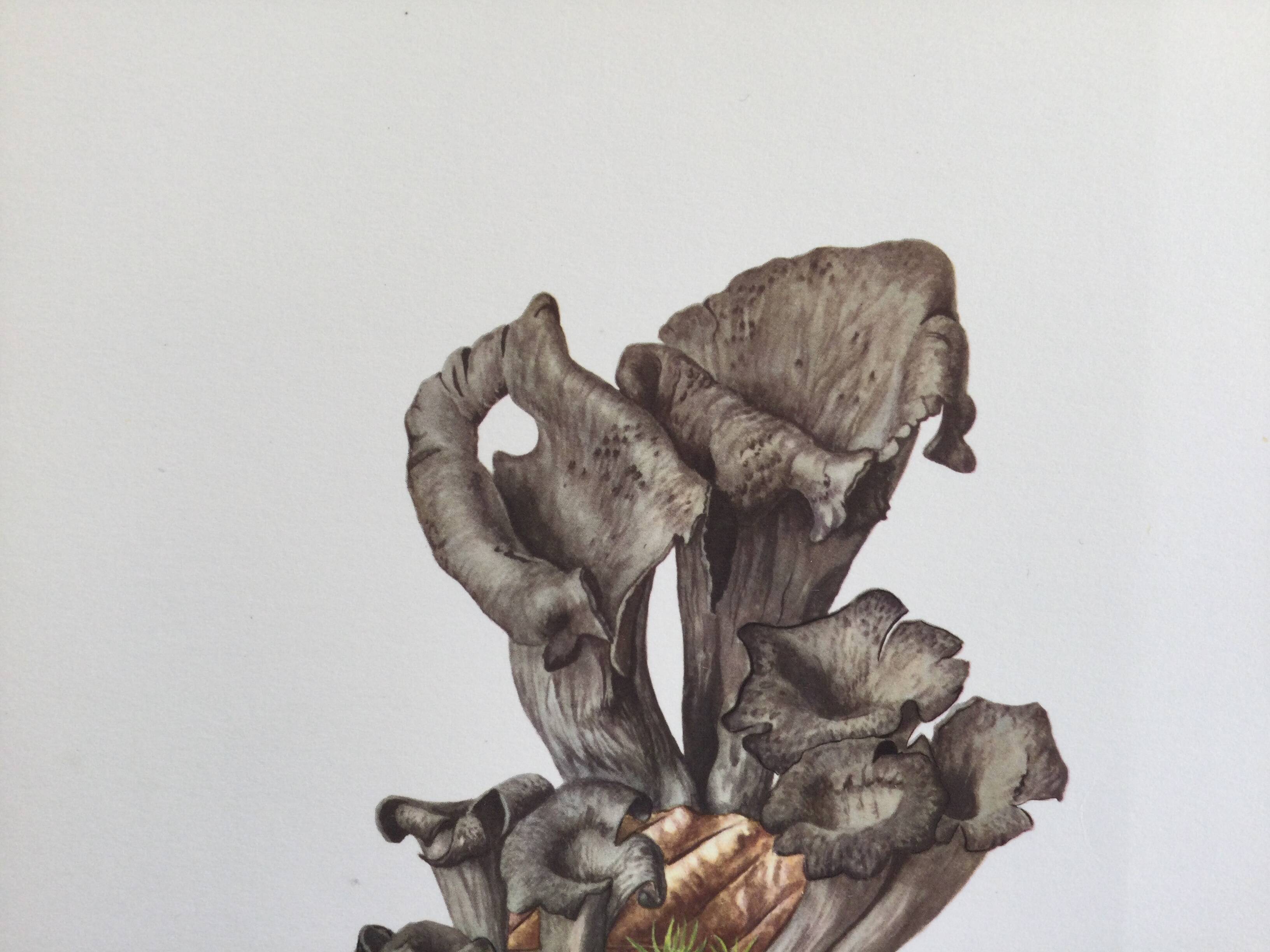 Botanical illustration "mushrooms", 1960s