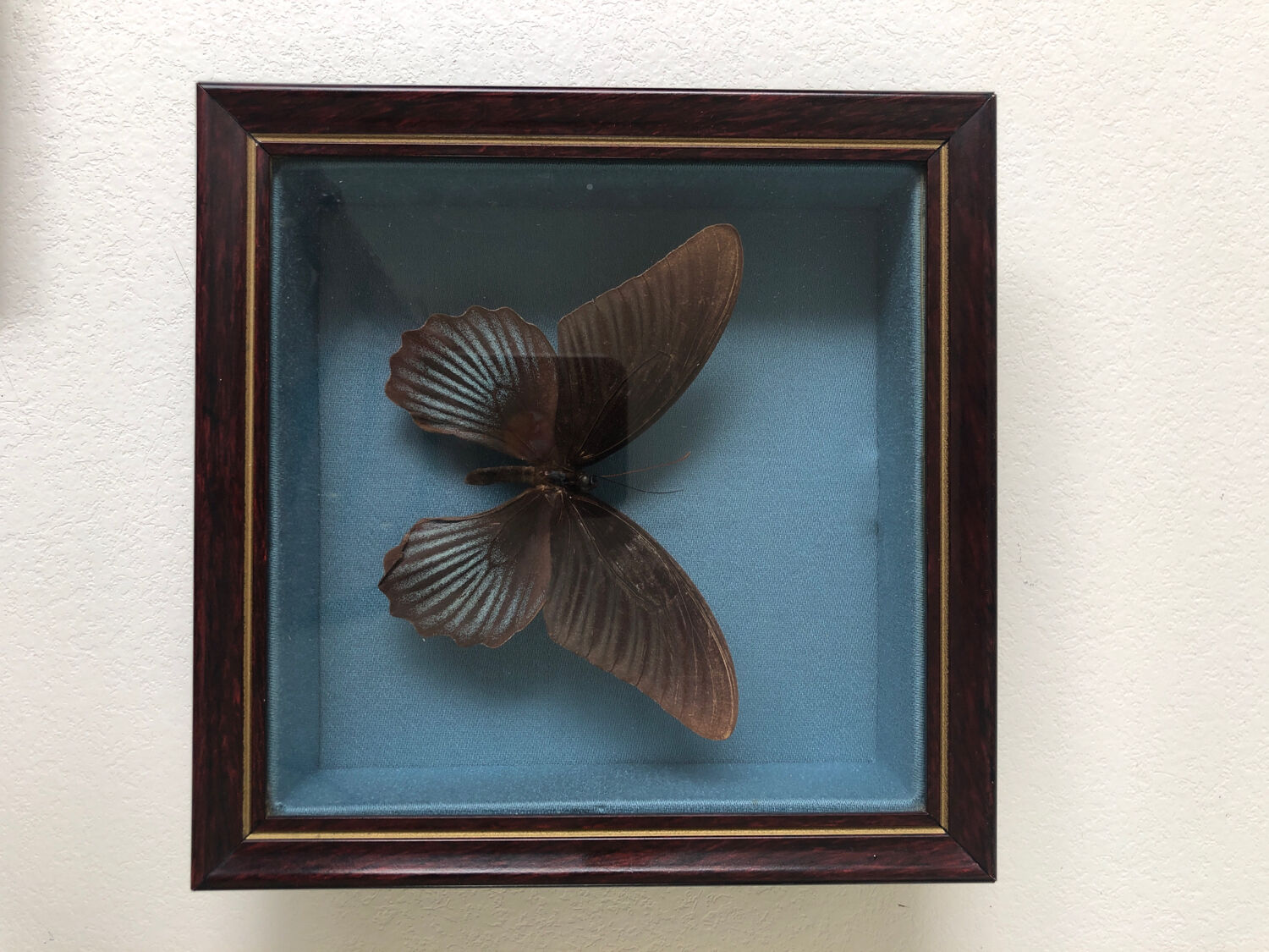 Lot of stuffed butterflies