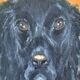Vintage original dog portrait oil paintings set