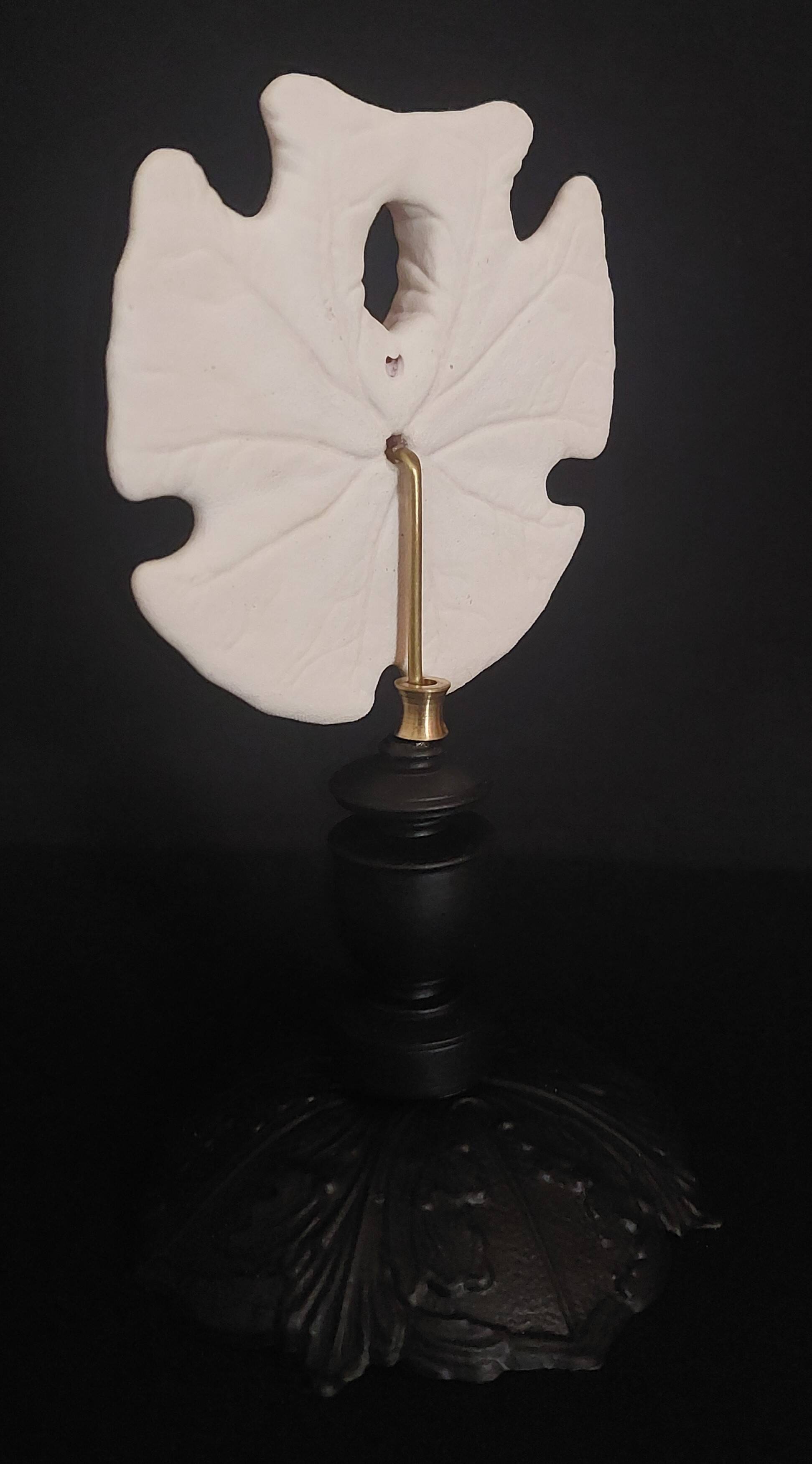 Cabinet of Curiosities sea urchin encope grandis on base