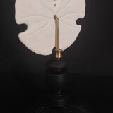 Cabinet of Curiosities sea urchin encope grandis on base