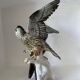 Birds couple of falcons Karl Ens