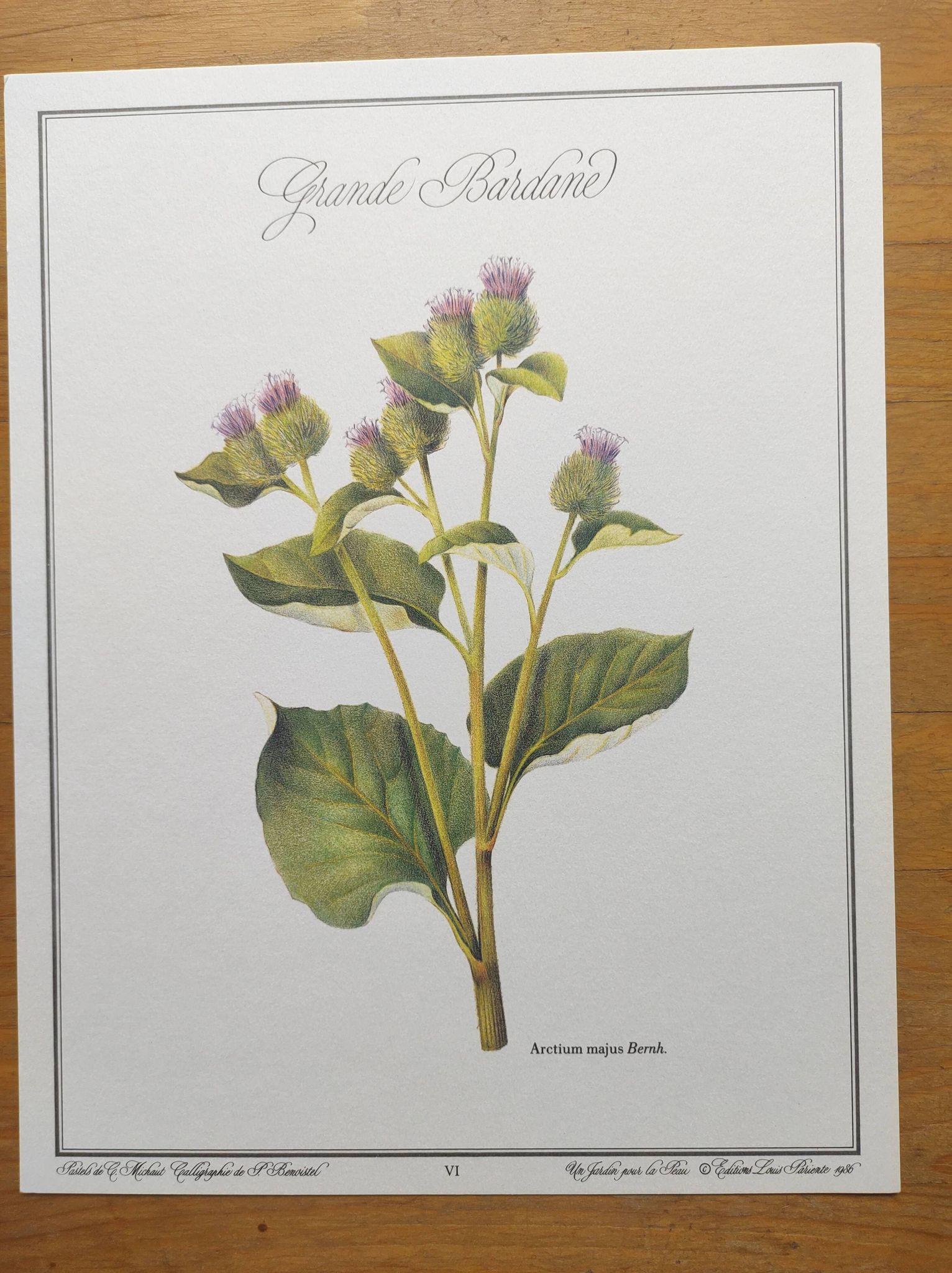 Botanical illustration -Great Burdock- Board of medicinal and wild plants