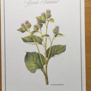 Botanical illustration -Great Burdock- Board of medicinal and wild plants