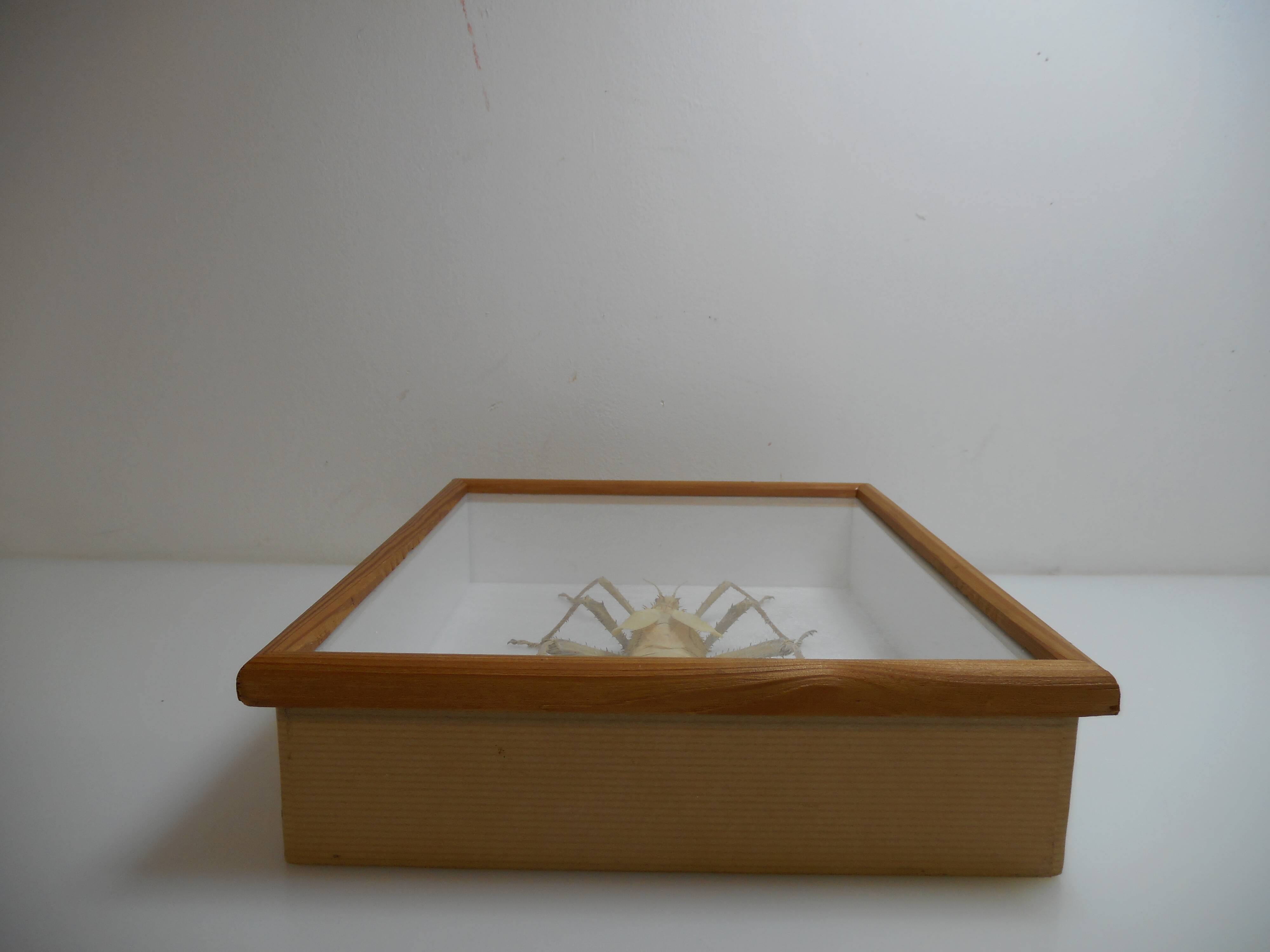 Male giant Grasshopper under glass