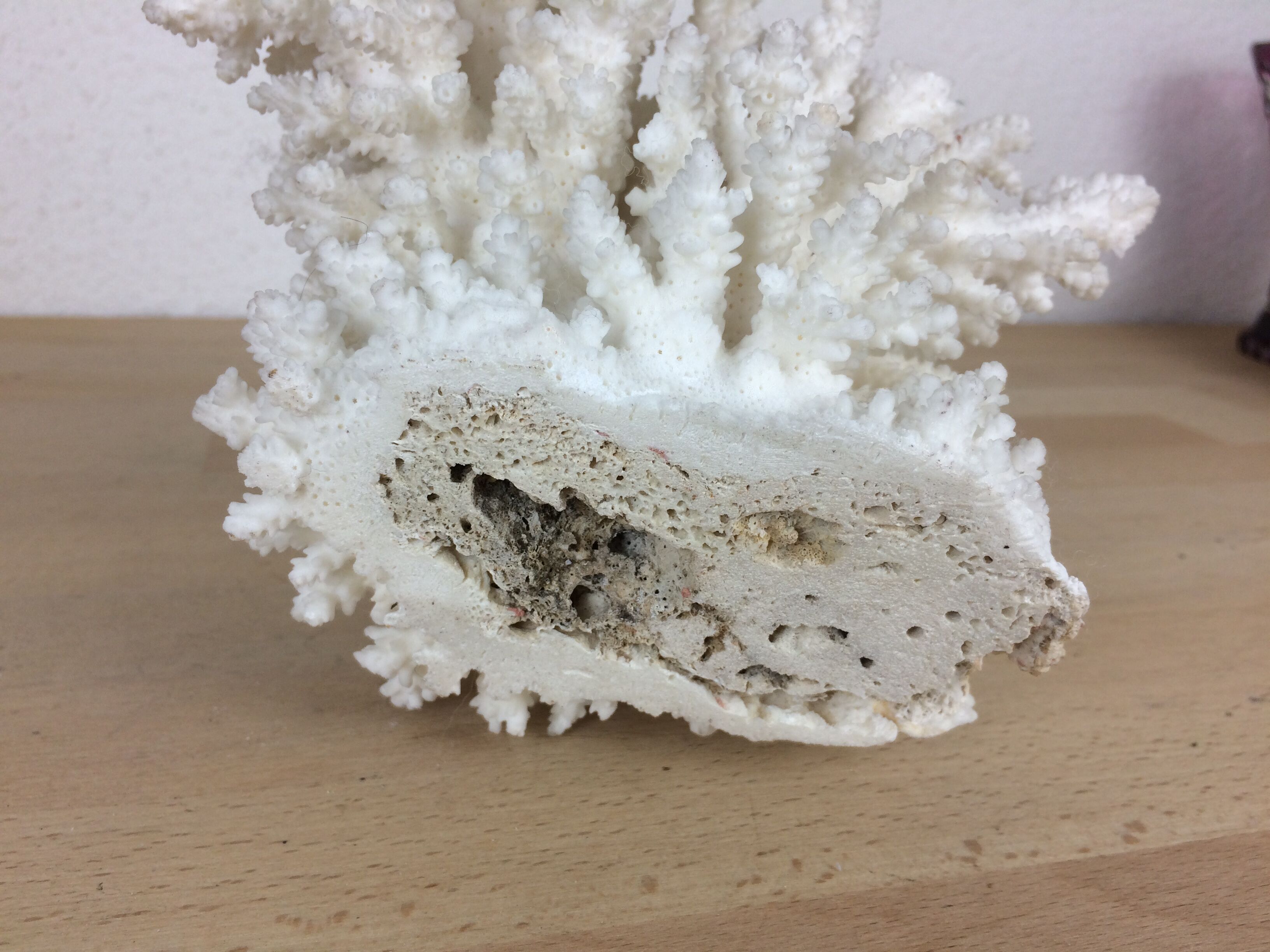 Natural ancient white coral 20 cm