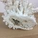 Natural ancient white coral 20 cm