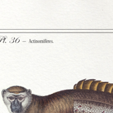 Chimera lithograph animal engraving - l'acilbrouck