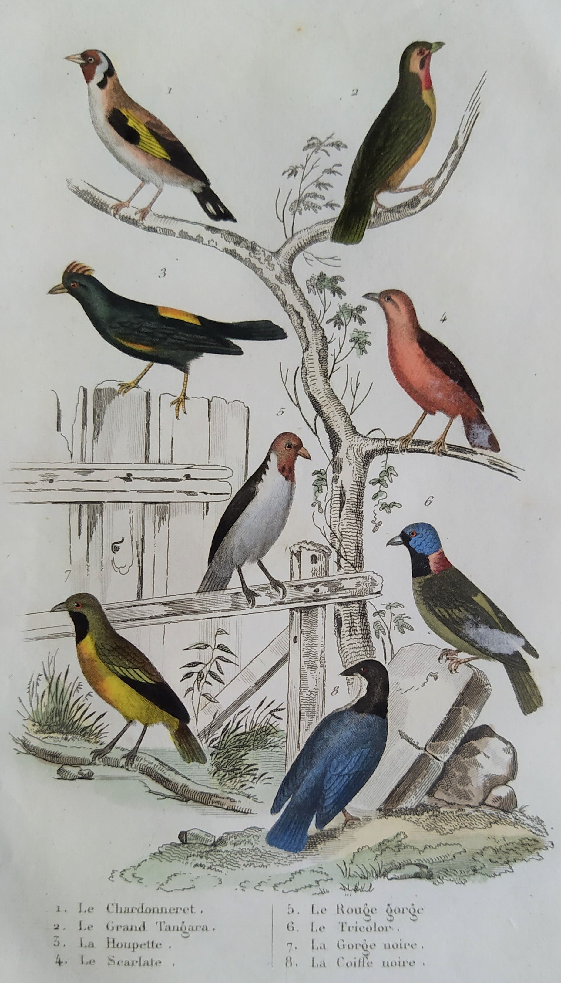 Original ornithological plate " Goldfinch - Grand Tangara -&c..." Buffon (1837)