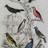 Original ornithological plate " Goldfinch - Grand Tangara -&c..." Buffon (1837)