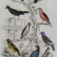 Original ornithological plate " Goldfinch - Grand Tangara -&c..." Buffon (1837)