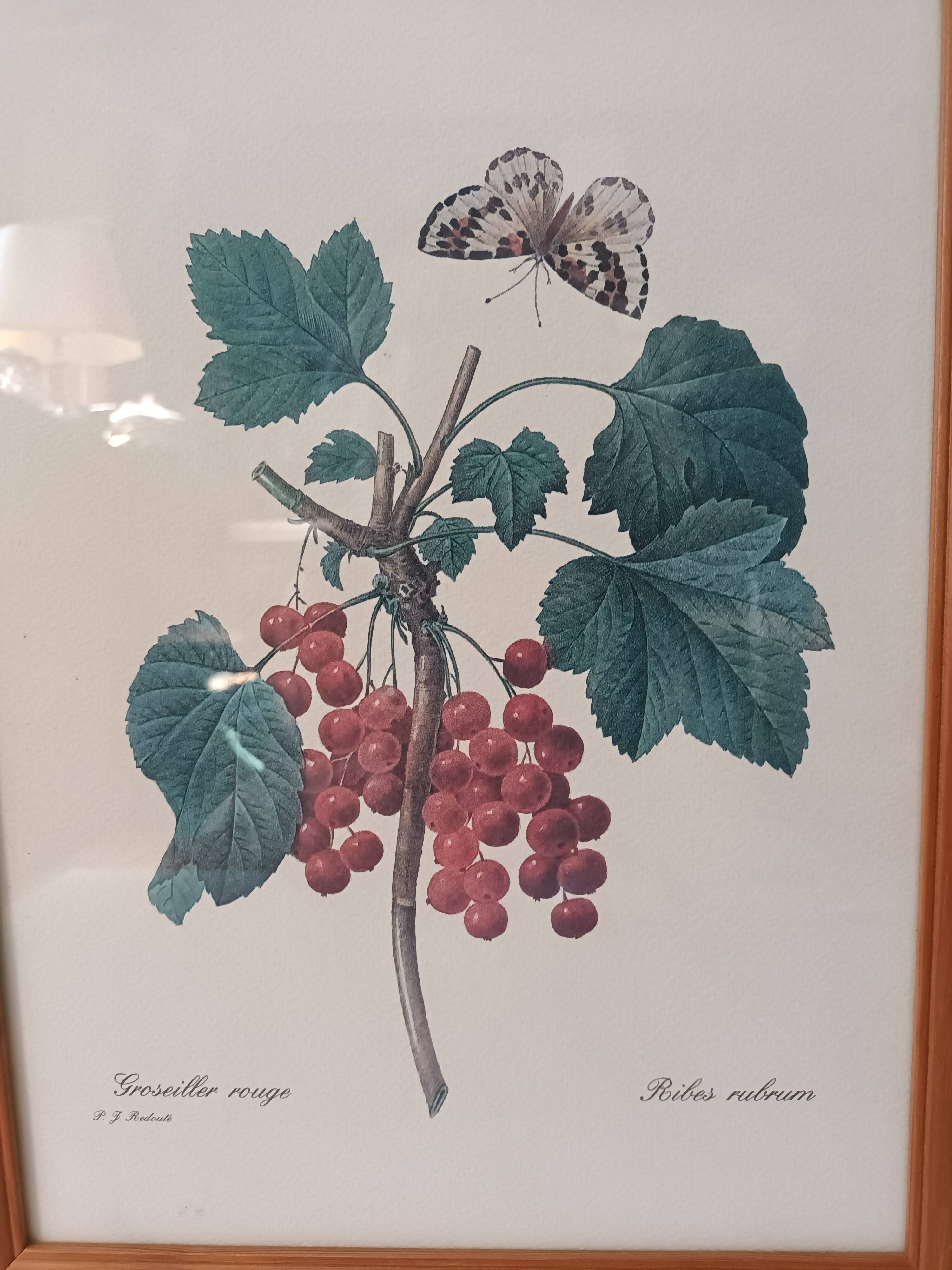 Botanical lithograph red groseiller
