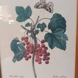 Botanical lithograph red groseiller