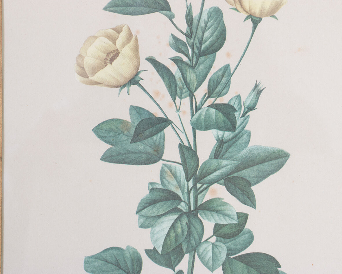 Planche de botanique "Redutea Heterophylla"