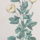 Planche de botanique "Redutea Heterophylla"