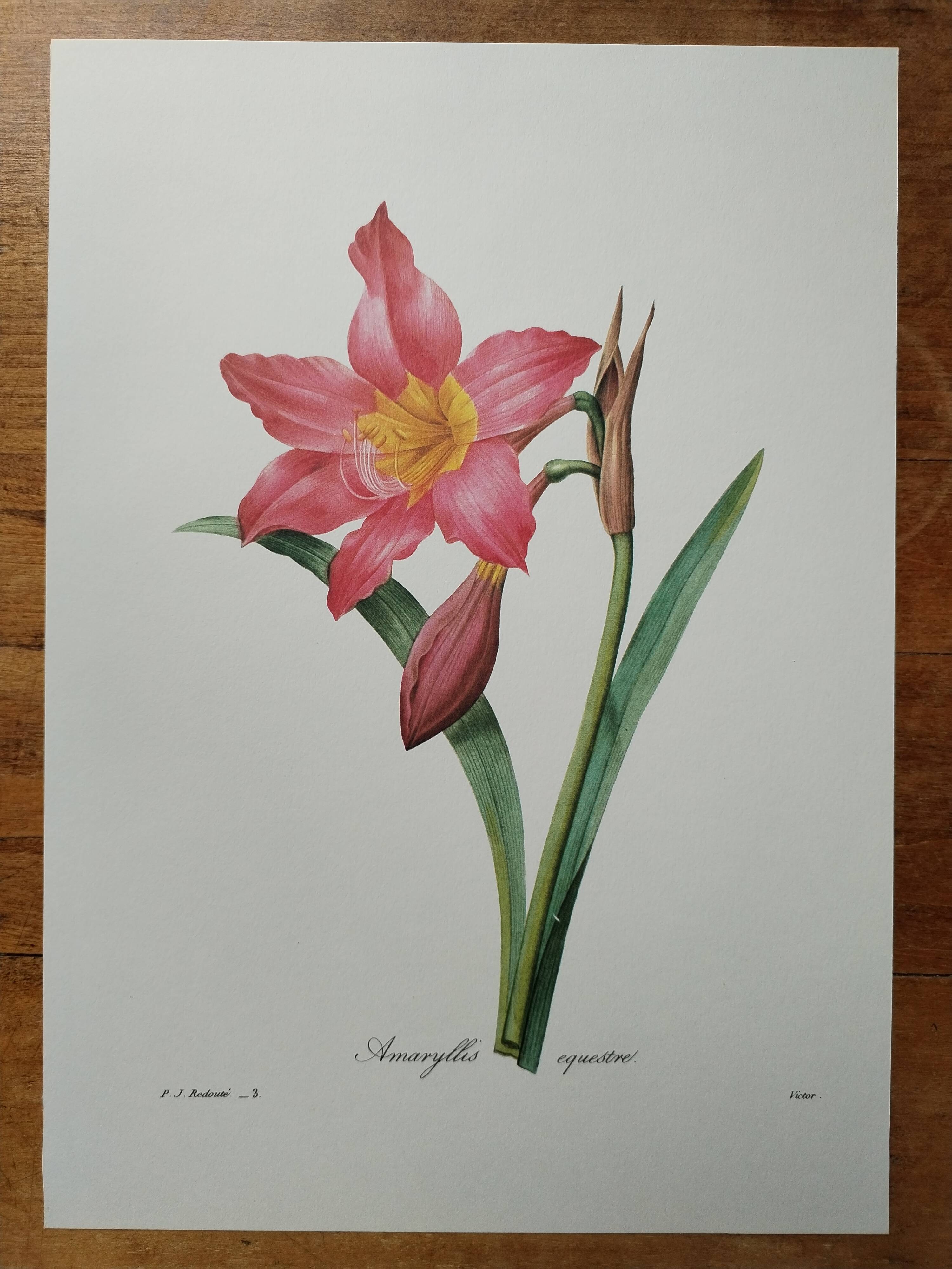 Original illustrated plate Equestrian Amaryllis