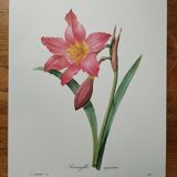 Original illustrated plate Equestrian Amaryllis