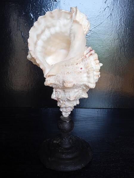 Cabinet of Curiosities 33cm Tutufa Bubo Shell on base