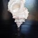 Cabinet of Curiosities 33cm Tutufa Bubo Shell on base
