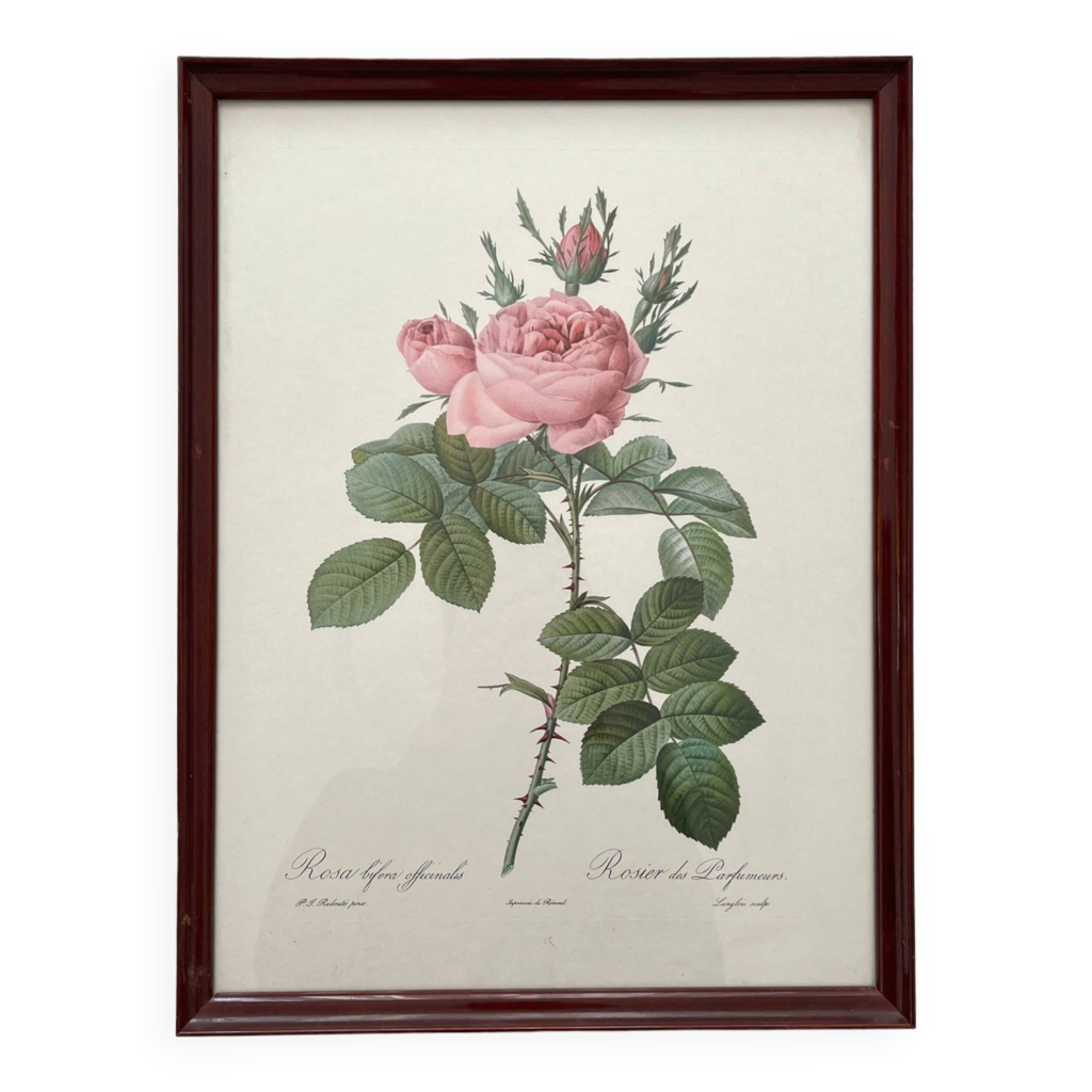 Framed lithograph roses Pierre Joseph Redouté, vintage