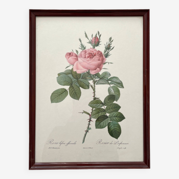 Lithographie encadrée roses Pierre Joseph Redouté, affiche botanique vintage