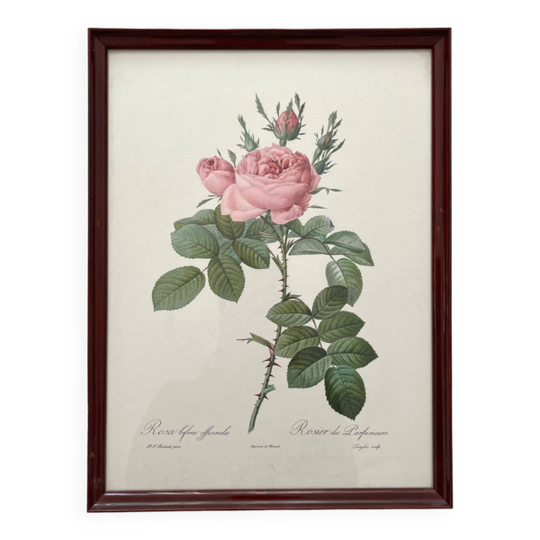 Lithographie encadrée roses Pierre Joseph Redouté, affiche botanique vintage — Beyit