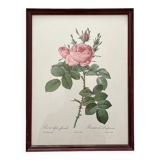 Framed lithograph roses Pierre Joseph Redouté, vintage botanical poster