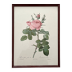 Framed lithograph of roses by Pierre Joseph Redouté, vintage botanical poster