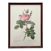 Framed lithograph of roses by Pierre Joseph Redouté, vintage botanical poster