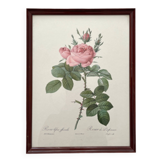 Framed lithograph roses Pierre Joseph Redouté, vintage botanical poster