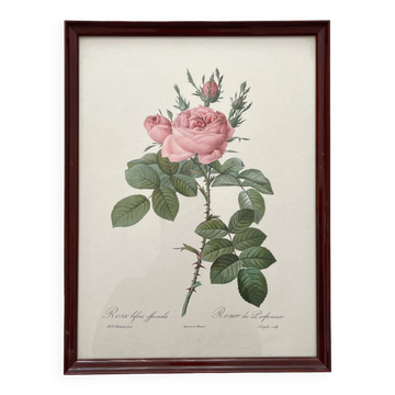 Lithographie encadrée roses Pierre Joseph Redouté, affiche botanique vintage