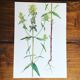 3 botanical plates