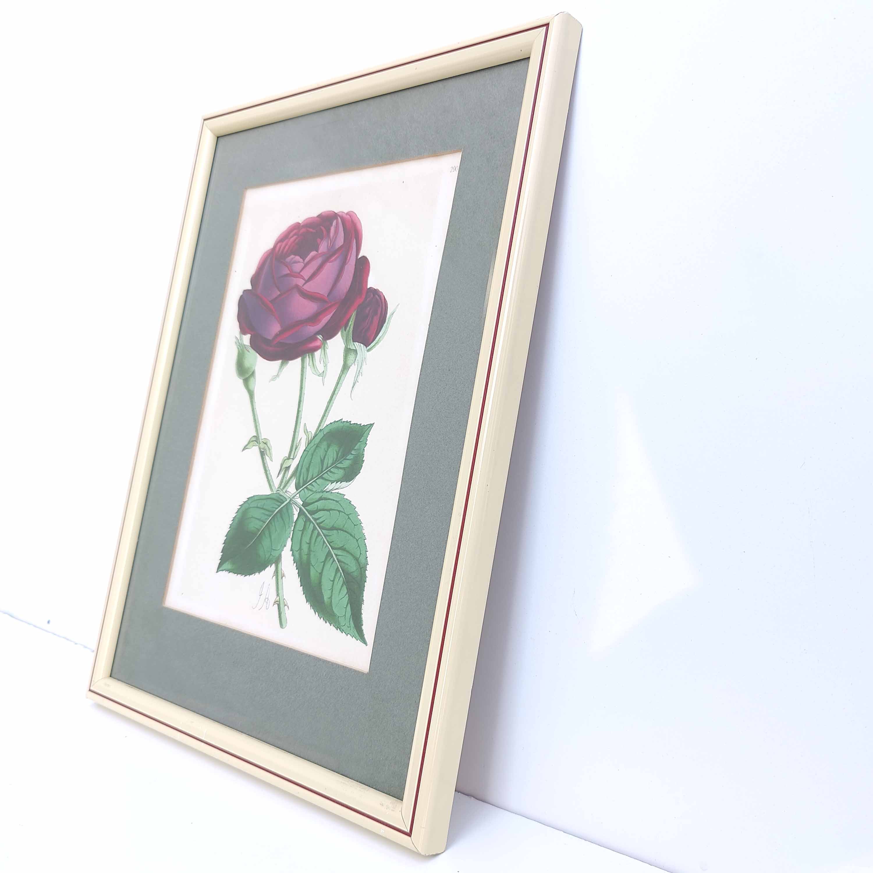 Lithograph botanical illustration pink wooden frame
