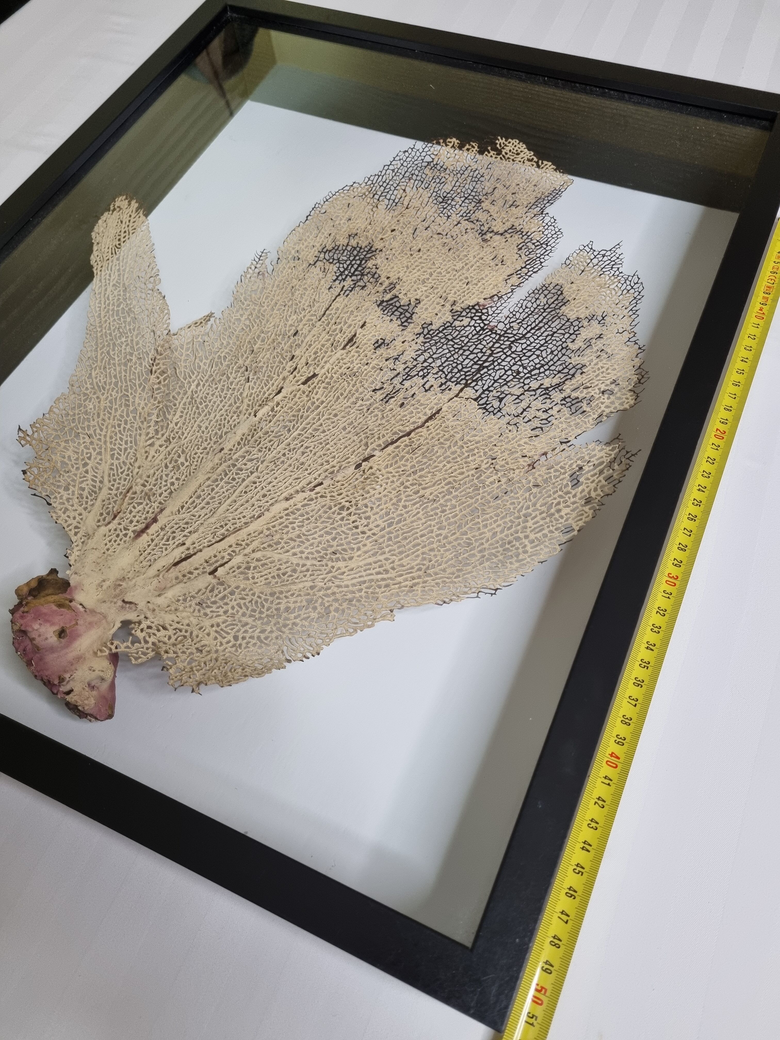 Coral branch old fan, under glass, 50 cm