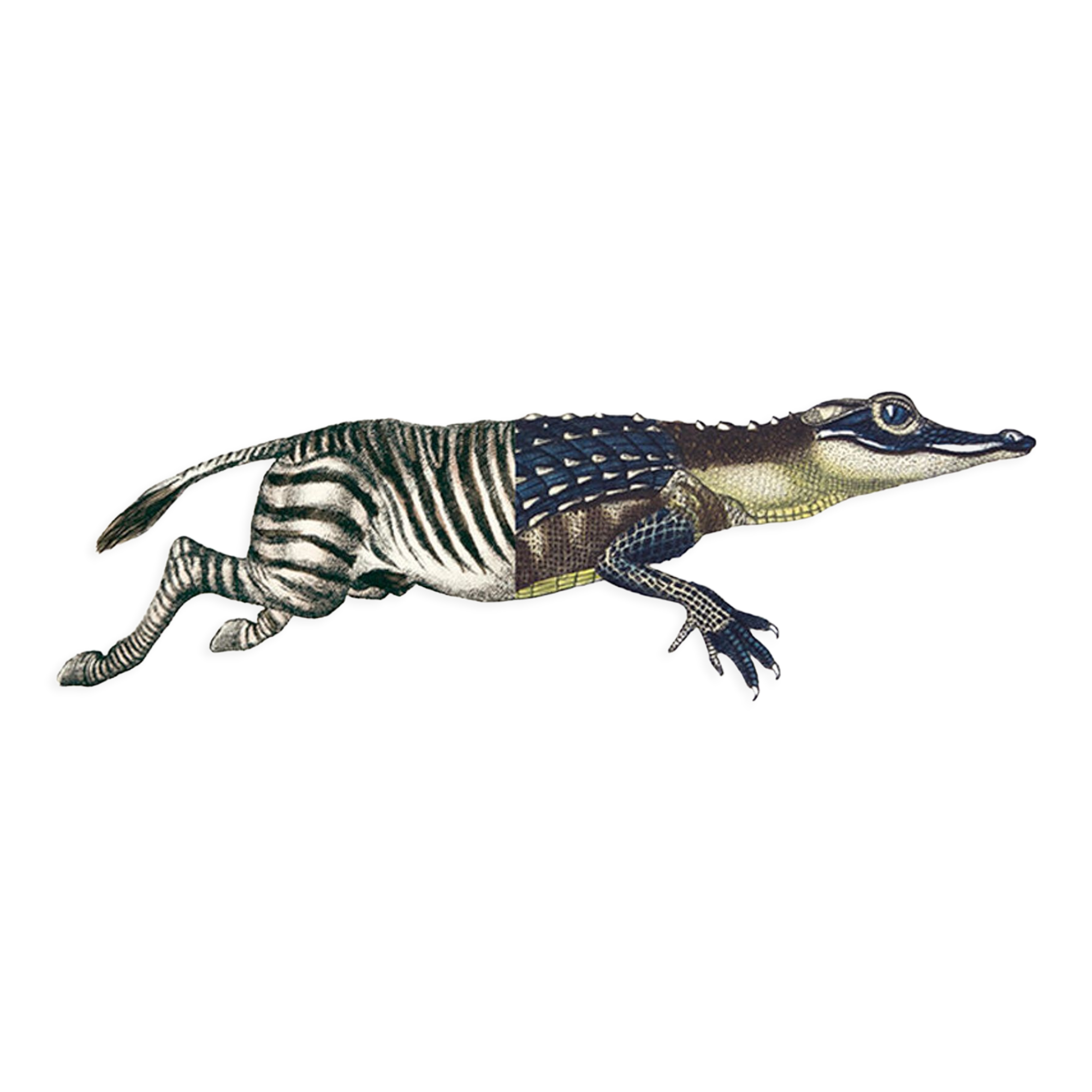 Chimera lithograph animal engraving, the zebrodile