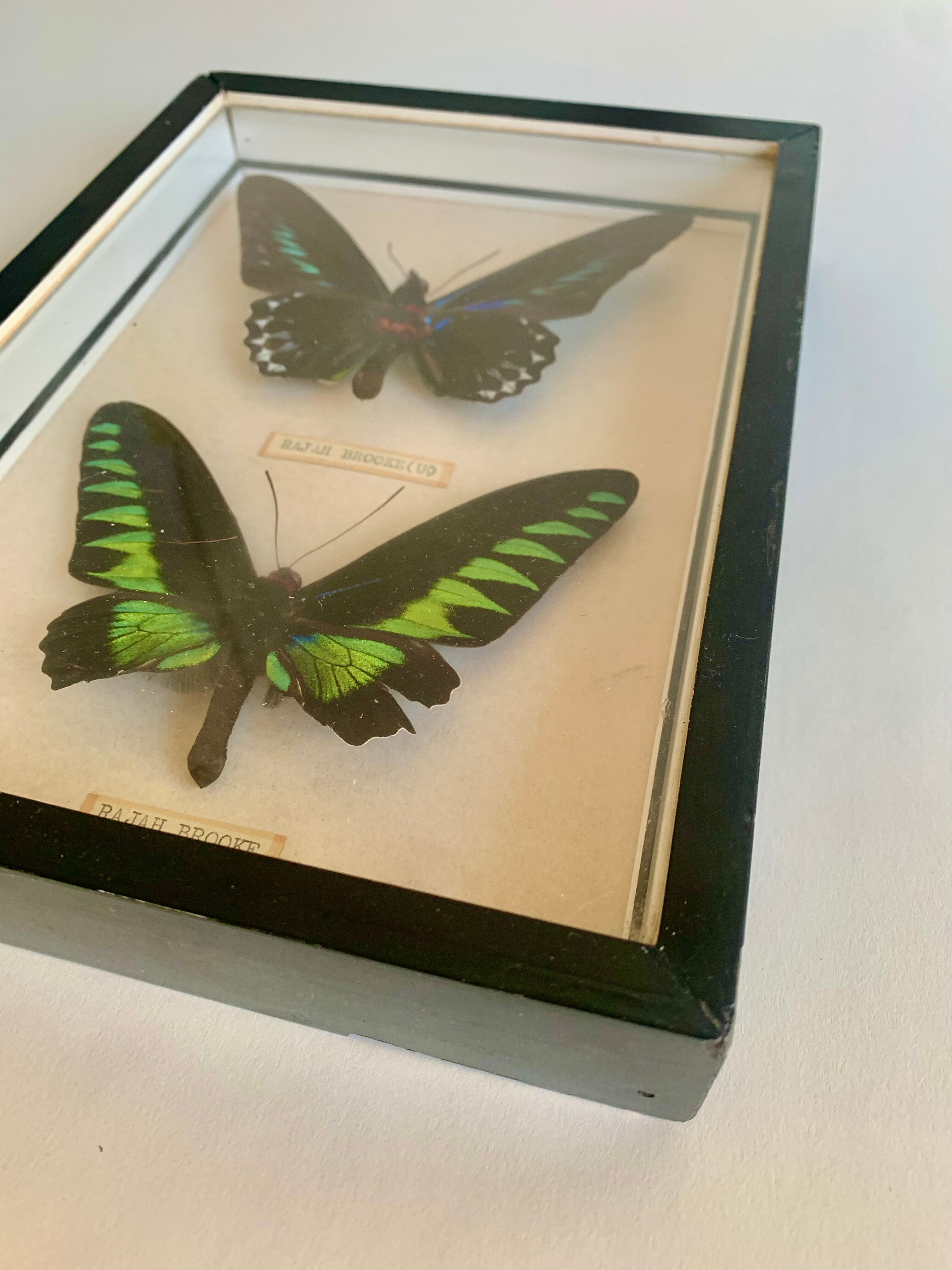 Framed Butterfly, 1960s