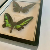 Framed Butterfly, 1960s