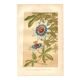 Botanical engraving from 1889 - Passion flower - old plate