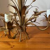 Golden wheat coat luster