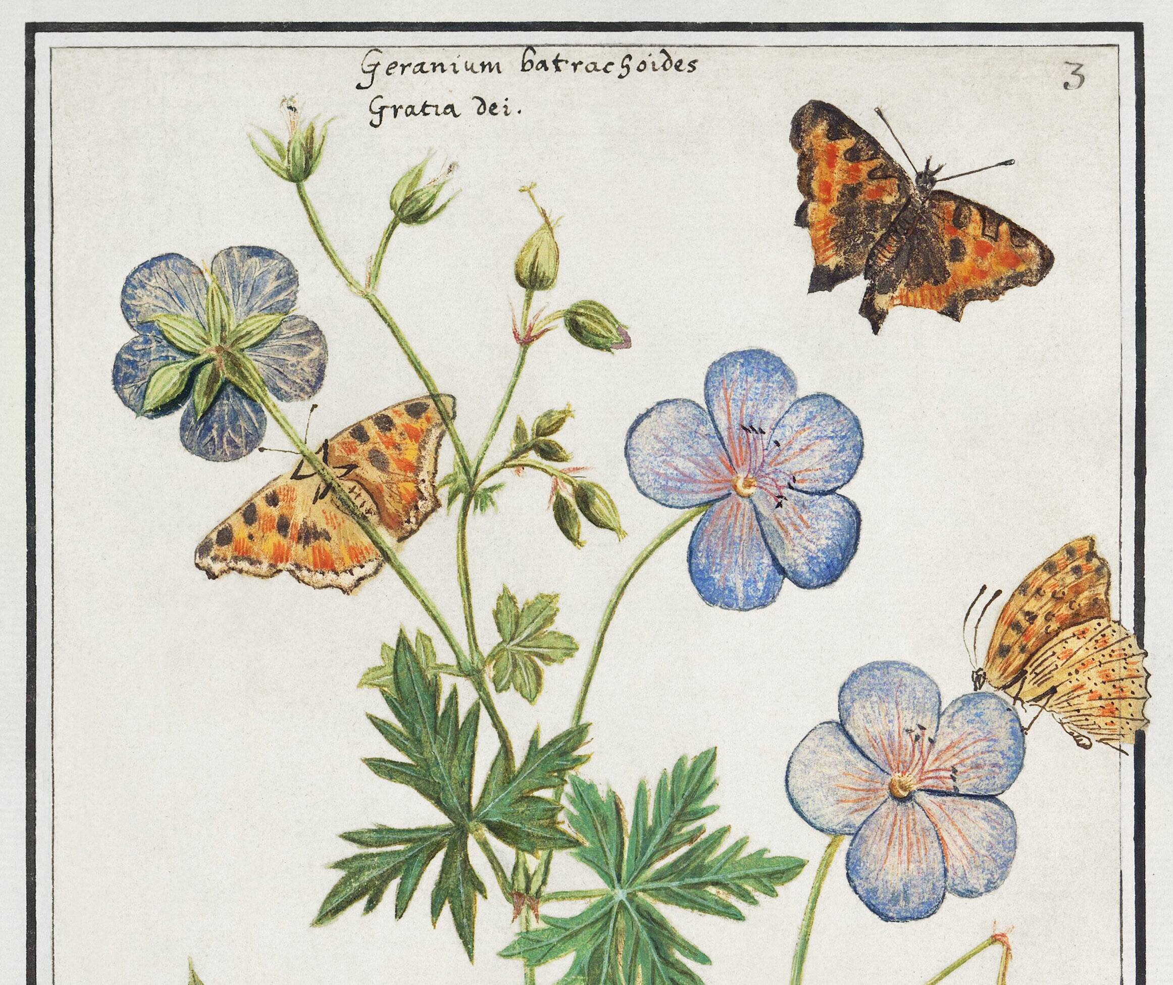 Small poster on “Geranium and butterflies”, after an old engraving