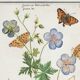 Small poster on “Geranium and butterflies”, after an old engraving